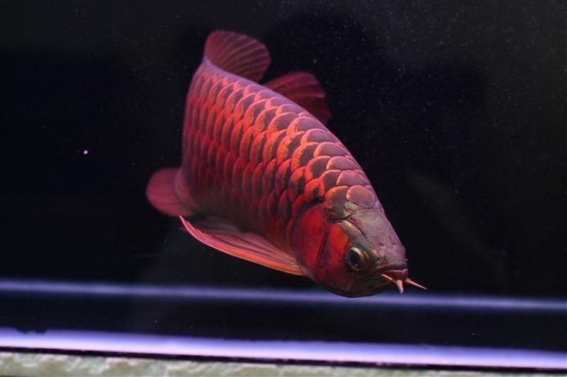 Arowana