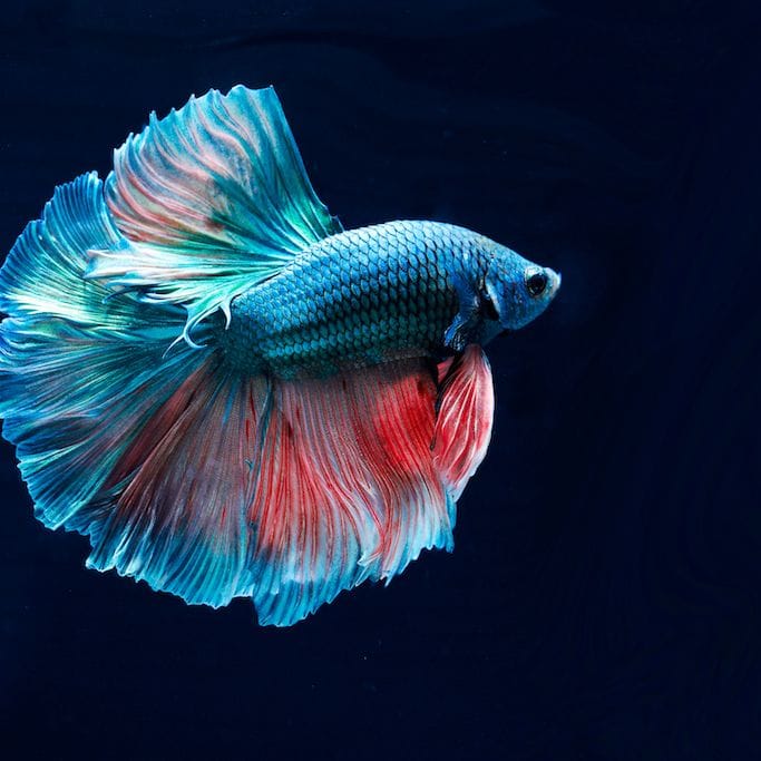Siamese Fighter Fish