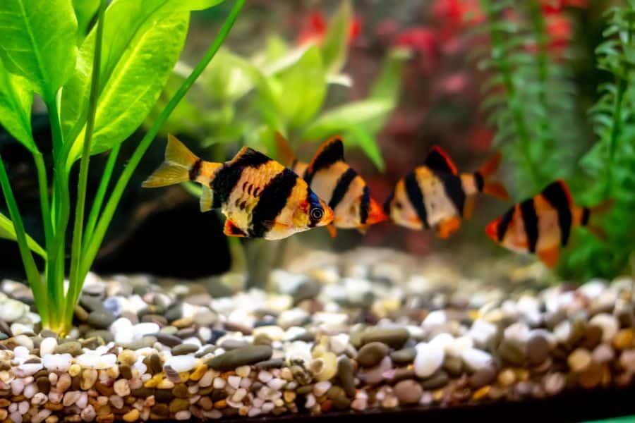 Tiger Barbs
